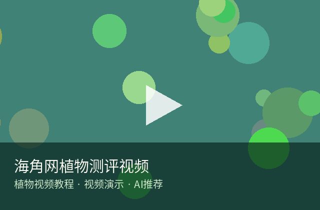 麻豆传媒